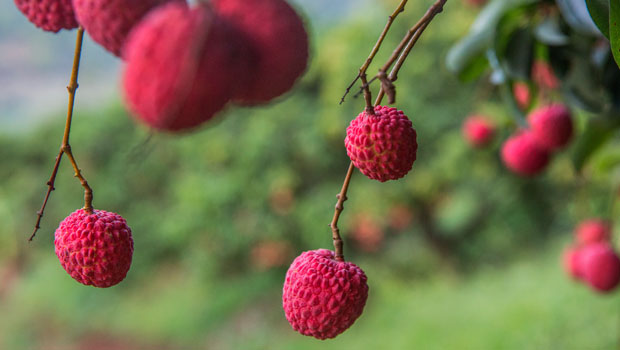 5 Surprising Health Benefits Of Eating Litchi And How To Keep It Fresh For Long