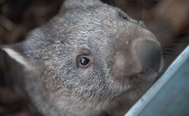 Scientists Stuffed Balloons In Dead Wombats To Learn Why They Poop Cubes