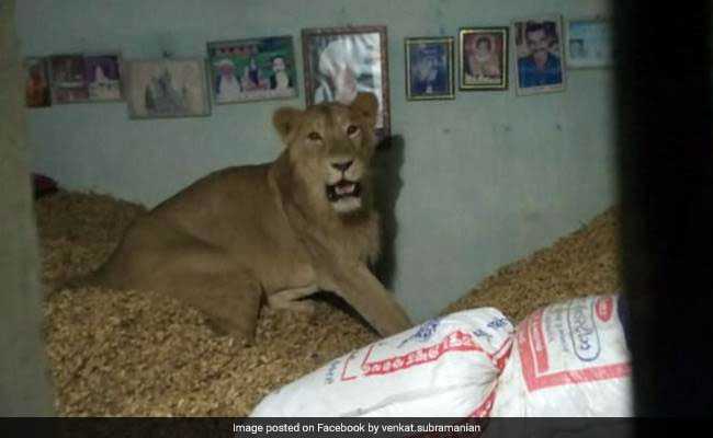 Lion Sneaks Into Farmer's Home, Relaxes On Heap Of Groundnuts
