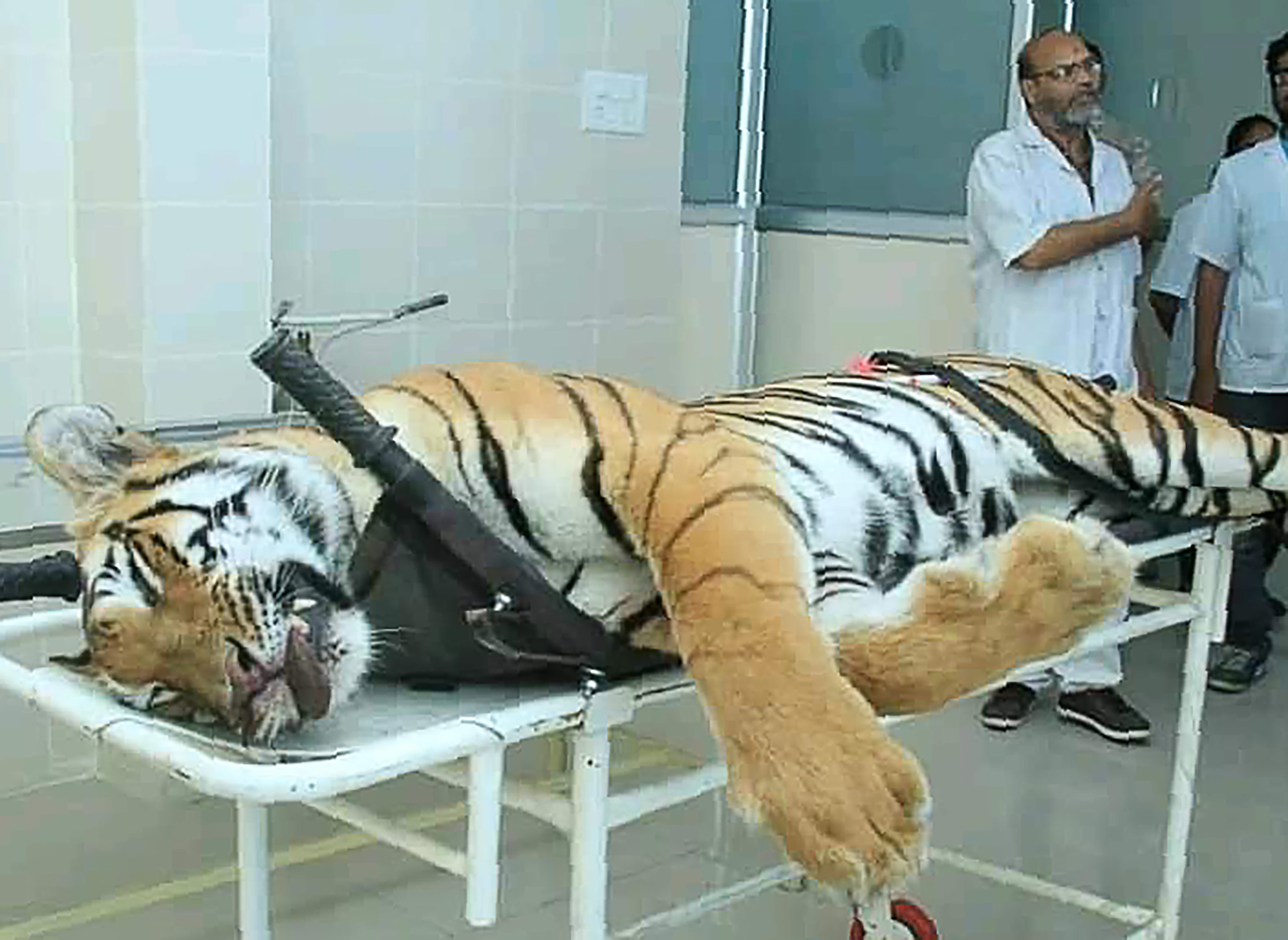 Tigress Avni Was Facing Away From The Shooter, Reveals Post-Mortem Report