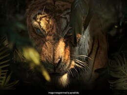 'मोगली' में बॉलीवुड स्टार्स का जलवा.. माधुरी, करीना, अनिल कपूर करेंगे धमाल; देखें Posters 'मोगली' में बॉलीवुड स्टार्स का जलवा.. माधुरी, करीना, अनिल कपूर करेंगे धमाल; देखें Posters