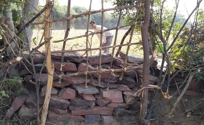 माता से आवारा होती गायों से खेतों को कैसे बचा रहे हैं राजस्थान के किसान