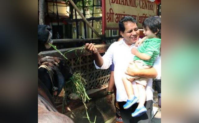 तैमूर अली खान ने गायों को कुछ यूं खिलाया चारा, इंटरनेट पर Video हुआ वायरल