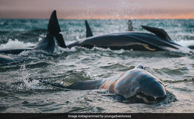 "I'll Never Forget Their Cries": Blogger Finds 145 Stranded Whales On New Zealand Beach