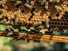Rajasthan Poll Officials Asked Man To Remove Beehive, Stung By His Reply