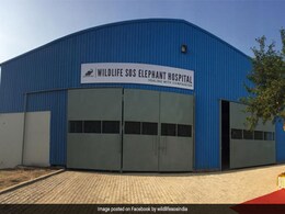 India's First Elephant Hospital Opens In Mathura India's First Elephant Hospital Opens In Mathura