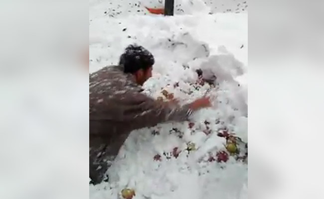 Heartbreaking Video Tells The Tragic Tale Of Kashmir's Apple Growers