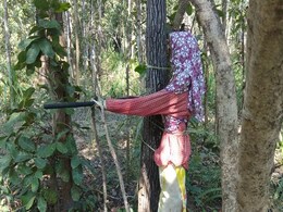बिहार चुनाव को लेकर सुरक्षा बलों के द्वारा नक्सलियों के खिलाफ 'ऑपरेशन जंगल  ' बिहार चुनाव को लेकर सुरक्षा बलों के द्वारा नक्सलियों के खिलाफ 'ऑपरेशन जंगल  '
