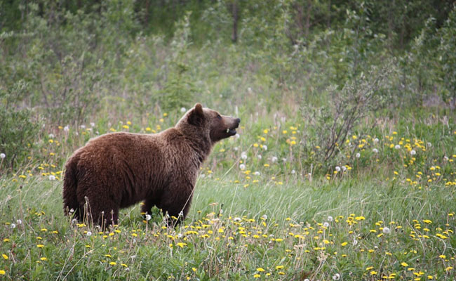 3 Grizzly Bears Euthanised In US After Testing Positive For Highly Pathogenic Avian Flu