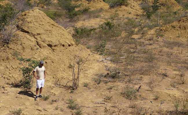 Termites In Brazil Built Millions Of Huge Mounds, The Size Of Minnesota