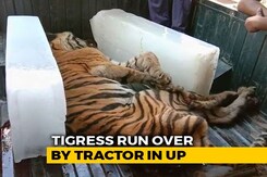 Tigress Run Over With Tractor By Angry Villagers In UP After It Mauls Man Tigress Run Over With Tractor By Angry Villagers In UP After It Mauls Man