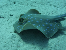 Swimmer Dies In Stingray Attack Near Popular Australia Beach Swimmer Dies In Stingray Attack Near Popular Australia Beach