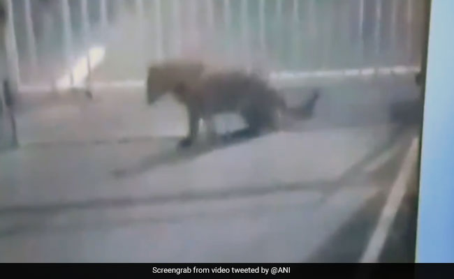 On CCTV, Leopard Seen Sneaking Into Gujarat Secretariat Complex