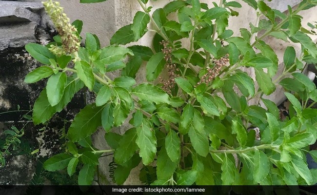 Beauty Benefits के लिए बहुत उपयोगी हैं ये पौधे, जानिए कैसे करेंगे इस्तेमाल