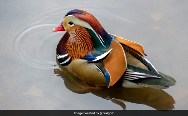 Mysterious Mandarin Duck Shows Up At New York City's Central Park