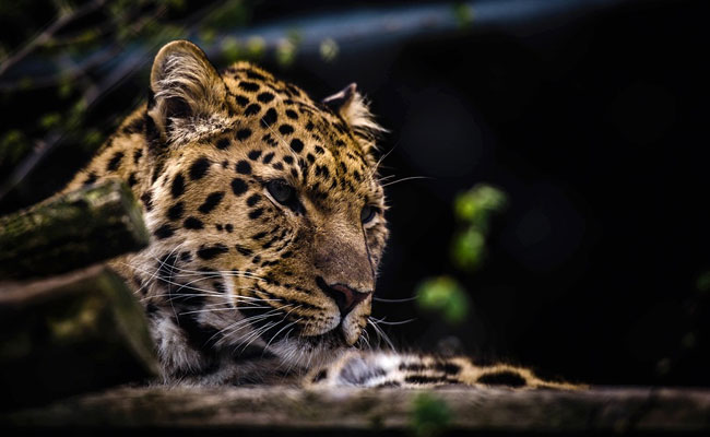 Leopard Rescued After Getting Hit By Vehicle Near Agra Fort, Dies