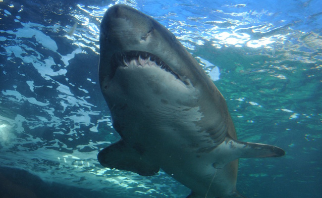 Florida Teen Fights Back Against Shark: "It Latched On To My Stomach"