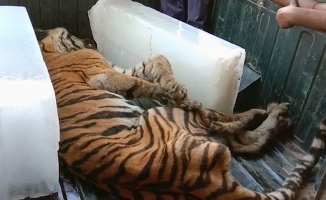 Angry Villagers Run Tractor Over Tigress After It Mauls Man In UP