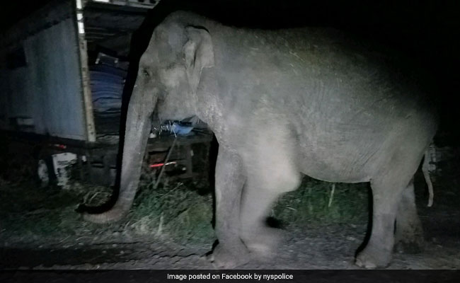 Elephant Escapes Sanctuary, Runs Loose In New York