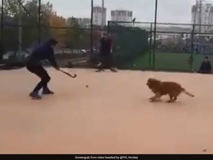 Hockey World Cup 2018: Dog Has A Field Day Playing Hockey. Watch Video