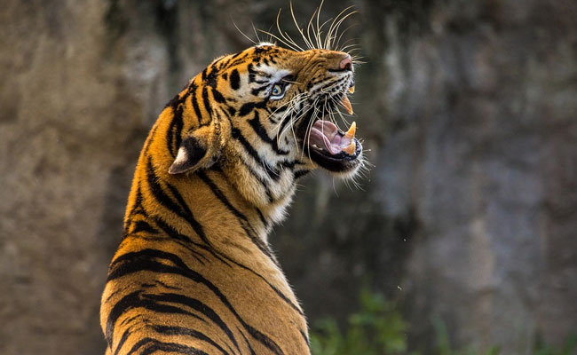 Tiger Kills, Eats Man In Corbett Reserve