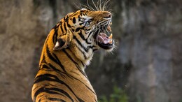 भोपाल वन क्षेत्र में बाघ ने पहली बार किसी इंसान को बनाया शिकार, DFO का हास्यास्पद तर्क-"4 पैर वाला जानवर समझकर..."
