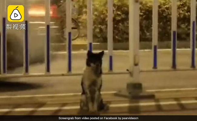 For 80 Days, This Dog Has Been Waiting On The Road Where Owner Died