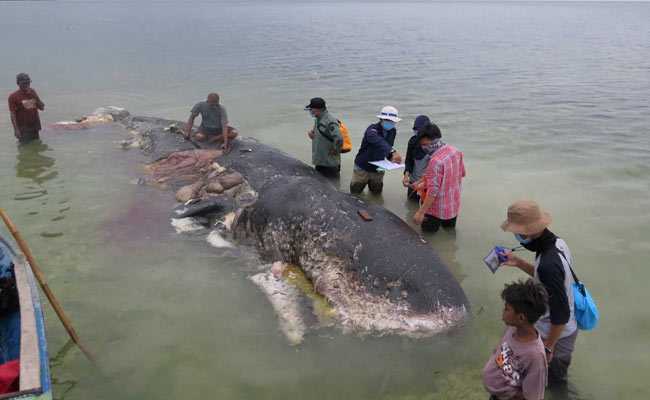 Whale Found Dead In Indonesia With 115 Plastic Cups In Stomach