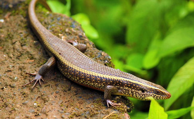 6 New Lizard Species Discovered In Northeast India