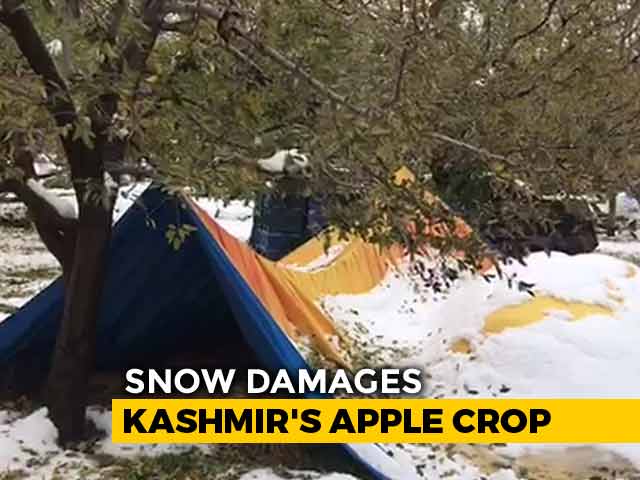 Heartbreaking Video Tells The Tragic Tale Of Kashmir's Apple Growers