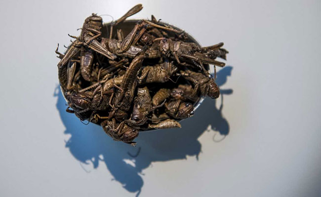 Maggots, Bugs, Cobra Hearts: See Pics From Sweden's 'Disgusting Food Museum'