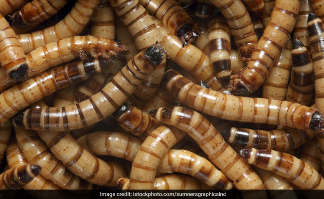 Instant Karma: Woman Steals Package, Finds It Full Of Superworms
