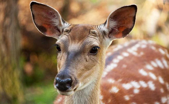 31 Deer Die In Tamil Nadu Park, Forest Official Says They Were Overfed