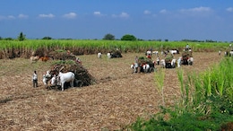Explainer: How Global Tensions Are Affecting Farmers In Madhya Pradesh