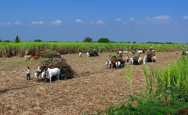 Explainer: How Global Tensions Are Affecting Farmers In Madhya Pradesh