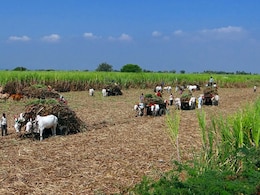 Explainer: How Global Tensions Are Affecting Farmers In Madhya Pradesh Explainer: How Global Tensions Are Affecting Farmers In Madhya Pradesh