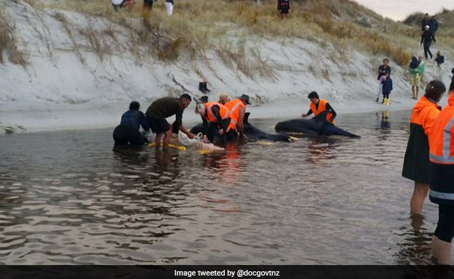 6 Stranded Whales Refloated In New Zealand