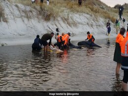 6 Stranded Whales Refloated In New Zealand 6 Stranded Whales Refloated In New Zealand