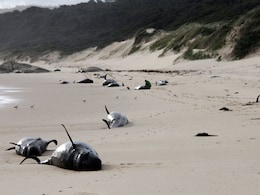 Plane Spots 28 Dead Whales Lying On Beach In Australia Plane Spots 28 Dead Whales Lying On Beach In Australia