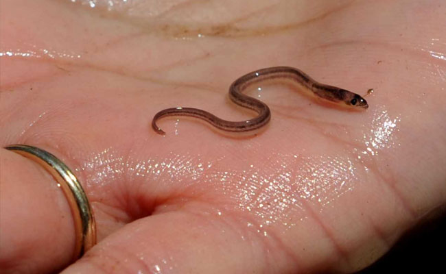 Eel Trafficking In The EU Is "The Largest Wildlife Crime On Earth"