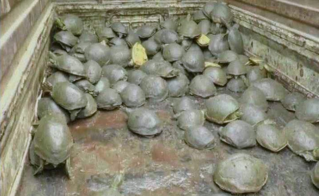 482 Rare "Sundhari" Turtles Found Dead In Pond In Uttar Pradesh