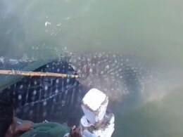 मुंबई : जाल में फंसी व्हेल शार्क को मछुआरों ने दिया जीवनदान मुंबई : जाल में फंसी व्हेल शार्क को मछुआरों ने दिया जीवनदान