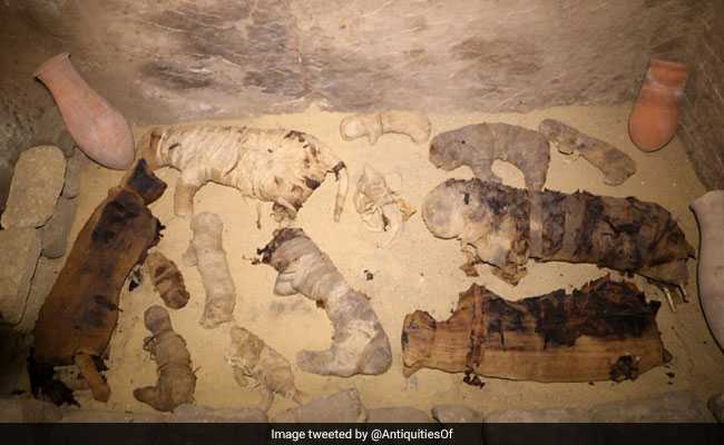 Dozens Of Mummified Cats Found In Ancient Egyptian Tomb