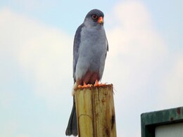 Satellite-Tagged Migratory Bird Shot Dead In Manipur Satellite-Tagged Migratory Bird Shot Dead In Manipur