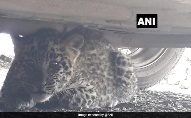 Leopard Cub Found Hiding Under Parked Car Near Court Complex In Shimla