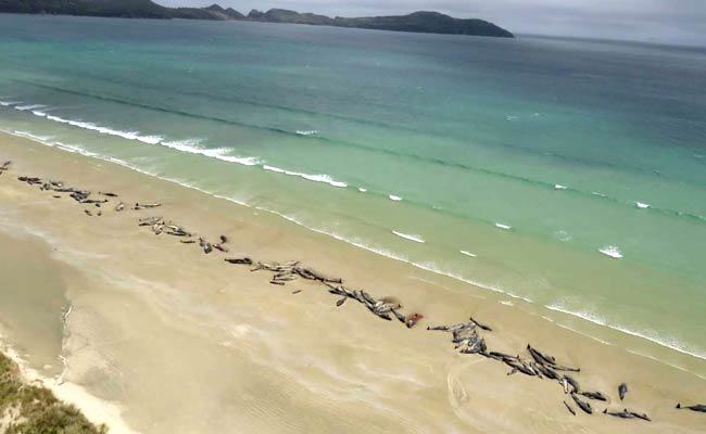 145 Pilot Whales Die In Mass Stranding On Remote New Zealand Beach