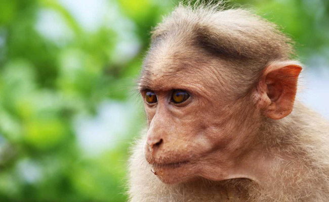 12-Day-Old Baby Dies After Monkey Snatches Him From Agra Woman