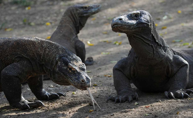 Keen To See A Komodo Dragon? $500 Please: Indonesian Governor To Tourists