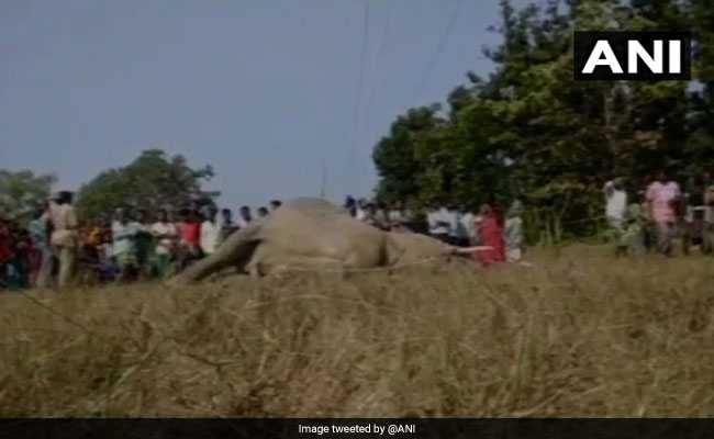 Elephant Electrocuted In Odisha While Passing Through A Village