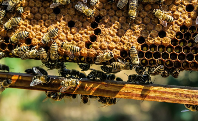Rajasthan Poll Officials Asked Man To Remove Beehive, Stung By His Reply